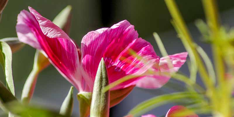 Primer plano de una flor rosa - Gestión emocional - Terapia floral de Bach
