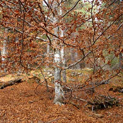 Bosque en otoño - Terapias naturales - Baños de bosque